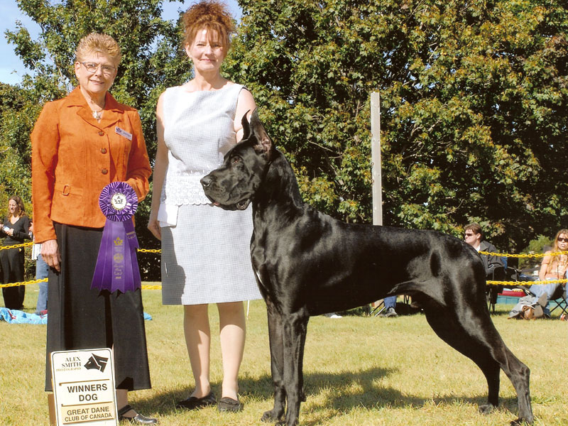 Stetson - Winners Dog - Great Dane Club of Canada