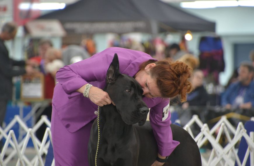It’s Official – Tapestry is the #1 Owner-Handled Great Dane for 2022!