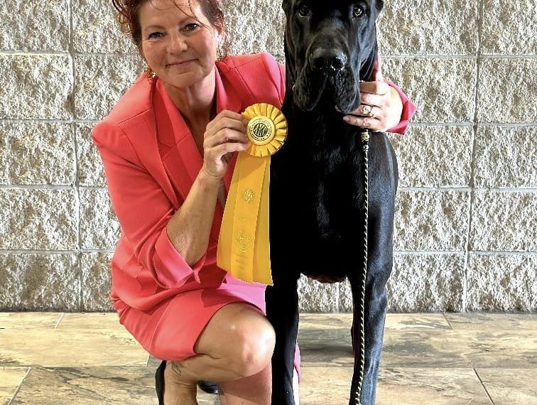 Tapestry - Best of Breed, Spingfield, MO November 2022
