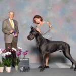 Ke'ao - Best of Winners - Hilton Head Island Kennel Club July 22, 2018