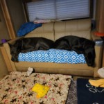 Tapestry and Ke'ao take a break at the shows in Jackson, TN March 24-27, 2022