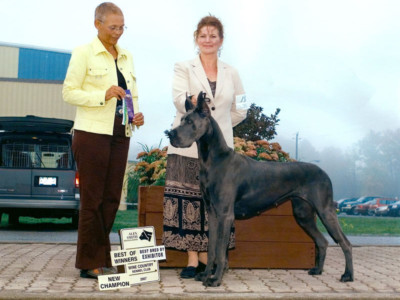 Astra - Best of Winners/Best BBE/New Canadian Champion - Wine Country Kennel Club 2007