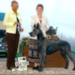 AKC UKC CKC CH
Shades Blue Skies Astralabe Astra - Best of Winners/Best BBE/New Canadian Champion - Wine Country Kennel Club 2007