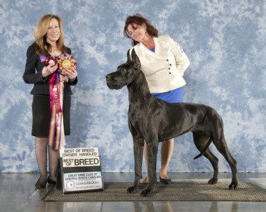 Tapestry - BISS/BOB/BOBOH - Great Dane Club of Central North Carolina March 4, 2022