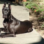 CH LaDoguerie El Padrino ("Onyx")