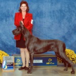 Vintage - Best of Winners - Furniture City Kennel Club November 10, 2012