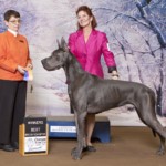 Ke'ao - Winners Dog, Best Bred By Exhibitor - Clemson Kennel Club January 5, 2019