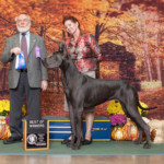 Ke'ao - Best of Winners - Tennessee Valley Kennel Club, Knoxville TN November 4, 2017