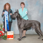 Nakoa - Award of Merit - Great Dane Club of Central North Carolina - March 2018