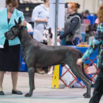 GCHB Shades Nakoa V Enzo A Warrior's Heart AOM Nakoa in action - Great Dane Club of Central North Carolina - March 2018