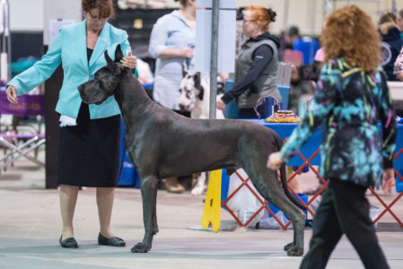 Nakoa in action - Great Dane Club of Central North Carolina - March 2018