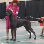 Nakoa in action - United Kennel Club Show, Hickory, NC April 2016