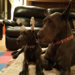 Nakoa with his mommy Vintage