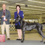 Nakoa - Major Win (Winners Dog), Atlanta, Kennel Club, October 2015
