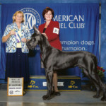 Nakoa - Best of Winners 4-point Major - Greater Hickory Kennel Club. Judge Susan C. Catlin 8/14/2015