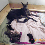 Onyx-Astra litter- 3 days old