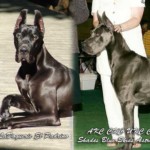 Onyx-Astra litter advertisement