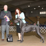 CH Shades Ke'ao The Light Of Many Shines On Ke'ao - Best of Breed/BOBOH/BOW - Franklin, TN September 30, 2017
