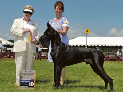 Stetson - Best of Breed - Charlotteville-Albermarle Kennel Club May 31, 2009