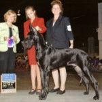 Stetson - Best of Winners - Spartanburg Kennel Club, Greenville, SC July 24, 2008