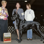 Stetson - Winners Dog - Fayetteville Kennel Club November 16, 2008