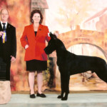 Stetson - Best of Winners - Guelph Kennel Club Canada 2011