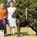 Stetson - Winners Dog - Great Dane Club of Canada