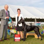 Tapestry - BISOH - South Dade Kennel Club January 2022
