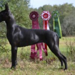 Tapestry with show ribbons
