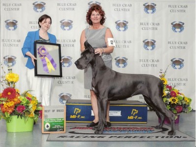 Vintage wins Best in Specialty Show - Great Dane Club of Metropolitan Washington June 29, 2014