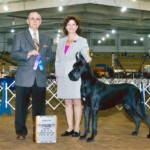 Vintage - Winners Bitch/New Champion - Tullahoma Kennel Club of Tennessee March 2014