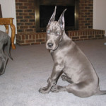 Astra - 2 months old (4/21/2005)