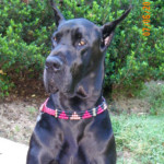 Stetson posing for a photo out front of home