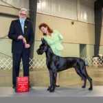 Tapestry - BOB/BOBOH - Atlanta Kennel Club 4/14/2022