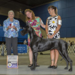 Tapestry RBIS/OHBOB/GCH Select - Roanoke Kennel Club August 7, 2021