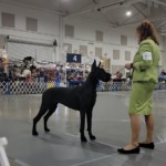 Tapestry wins BOB & BOBOH - Perry, GA April 13, 2022