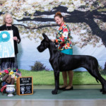 Tapestry - Owner-Handled Best In Show - Kalamazoo, MI May 26, 2022
